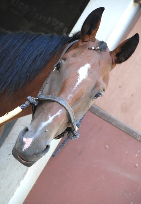 cheval trotteur fraçais hippodrome de Beaumont de Lomagne