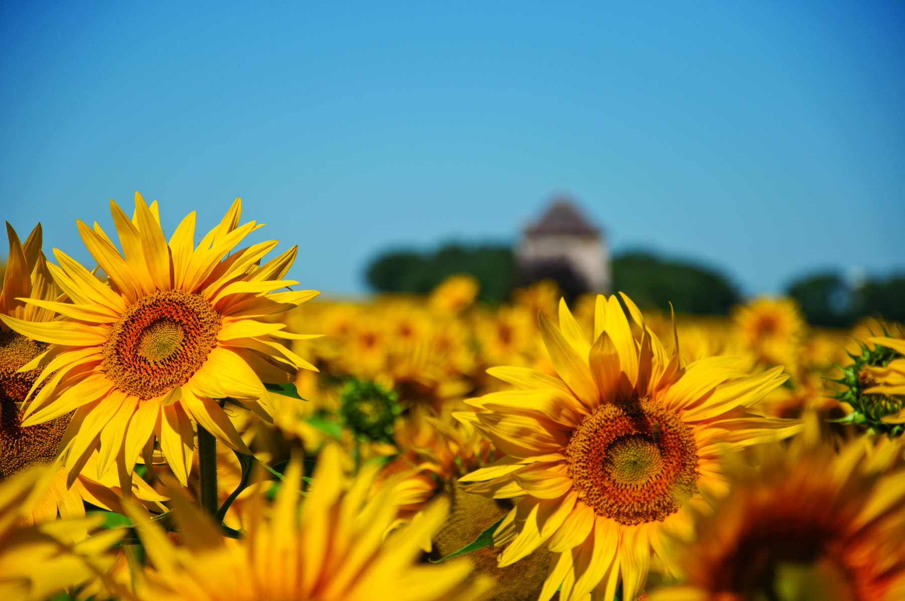 Tournesols Lomagne